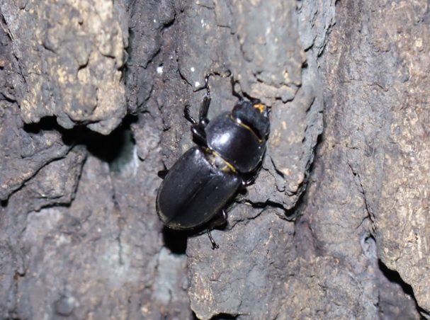 コクワガタ♀_No.5のクヌギ_クワガタ達のオアシス_2023年9月7日19時10分 気温26度